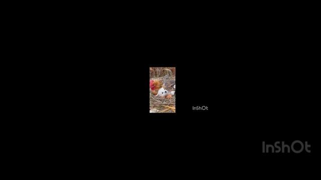 scene_output.mp4