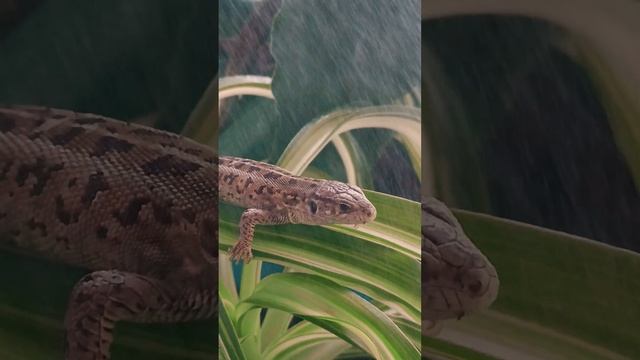 Прыткие ящерицы 🪴🥭 #ящерицы #lizards #питомцы