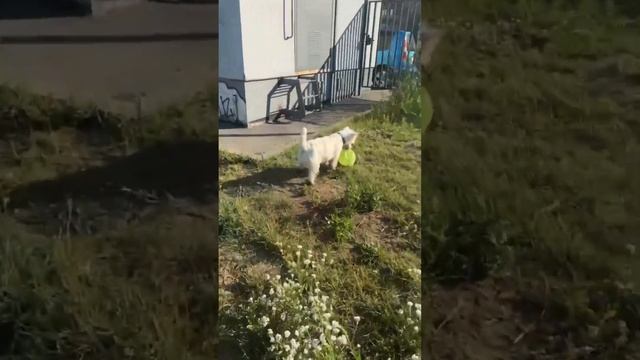 Международный день собак! #dogsday #dogs #dogsday #собаки #shorts