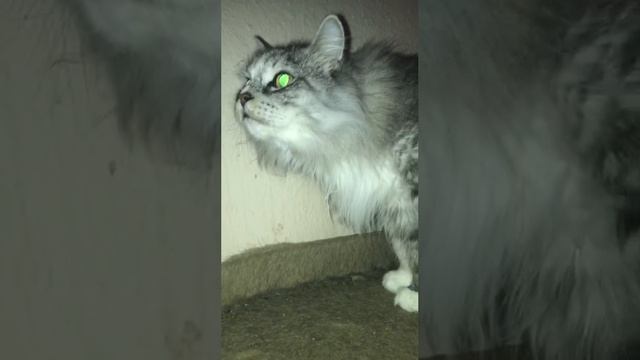Тиша и Бася