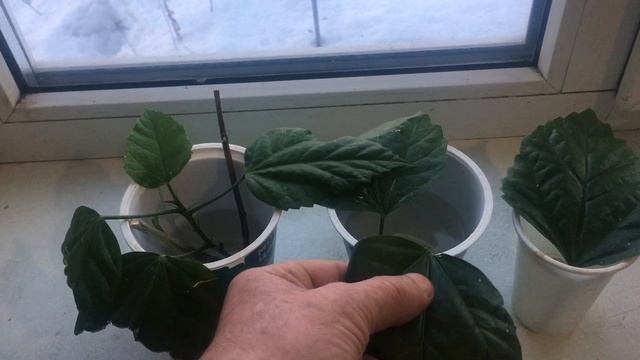 Китайская Роза-саженец из листа