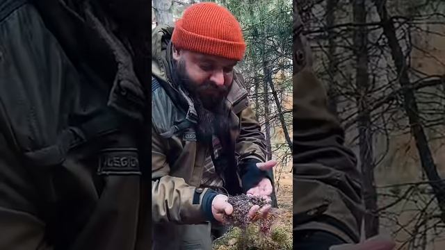 Съедобные личинки комара