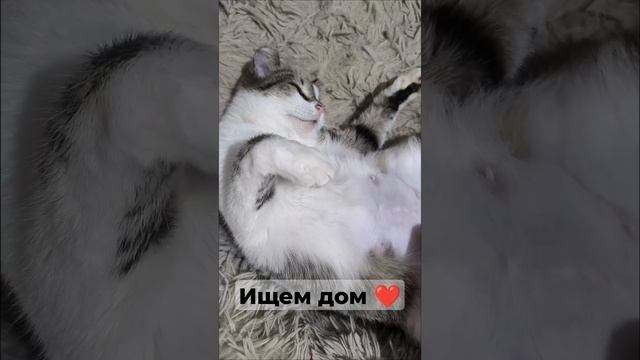 Тори.mp4