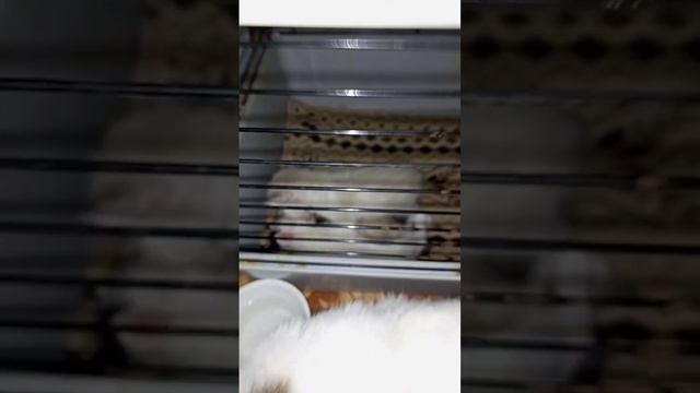 Спасение❤...Воспоминания о спасении Викуси🐱/1