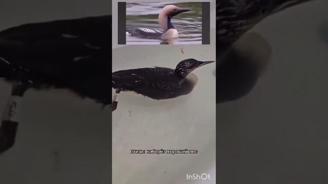 птица 🐦 мытая