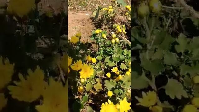 Why marigold is used in all festivals