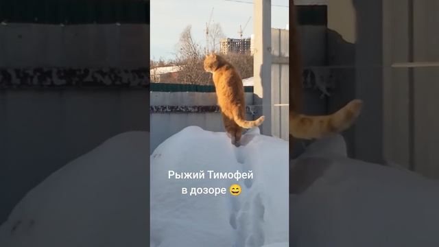 Рыжий кот в дозоре 🤣