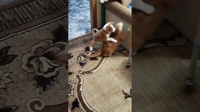 подружились