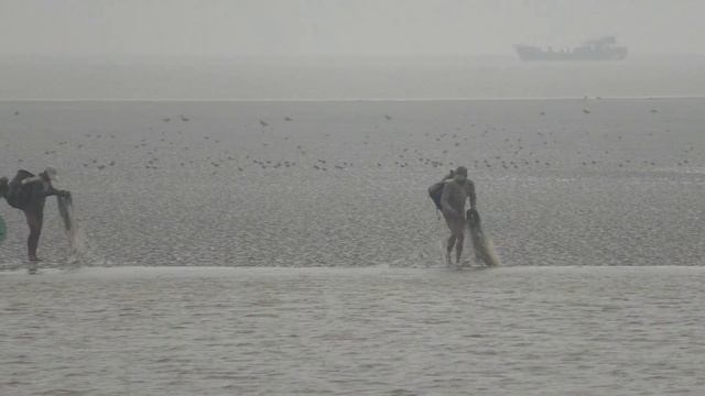 Учёт куликов в Рудонге (Янгсу, Китай) октябрь 2016