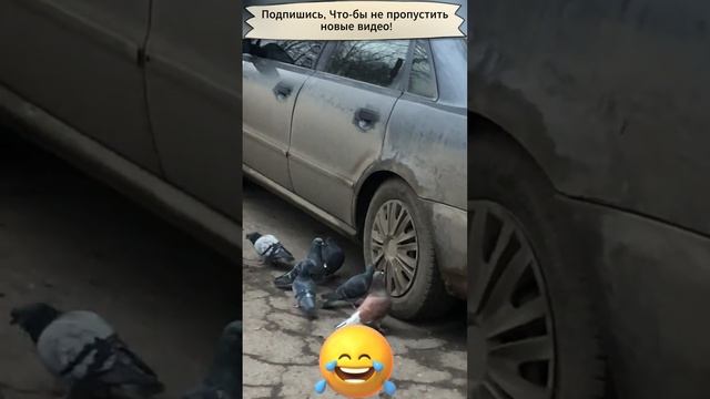 Голуби атакуют