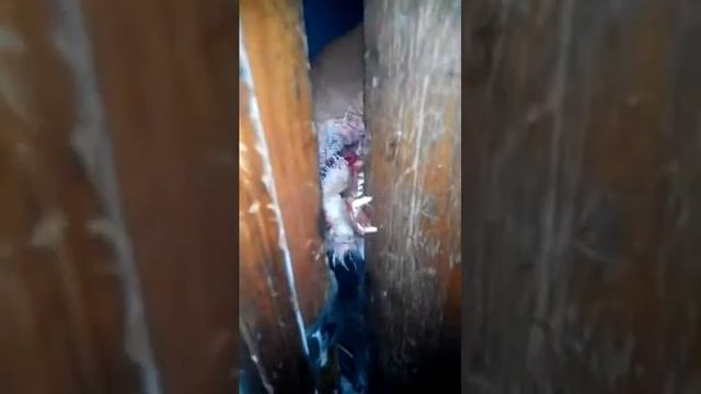 Бешенная лисица.