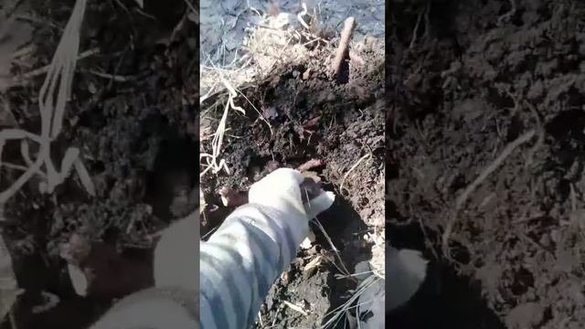 накопал металлоискателем костей