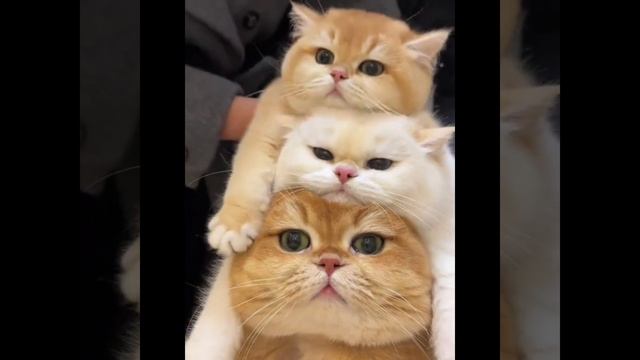 Котики