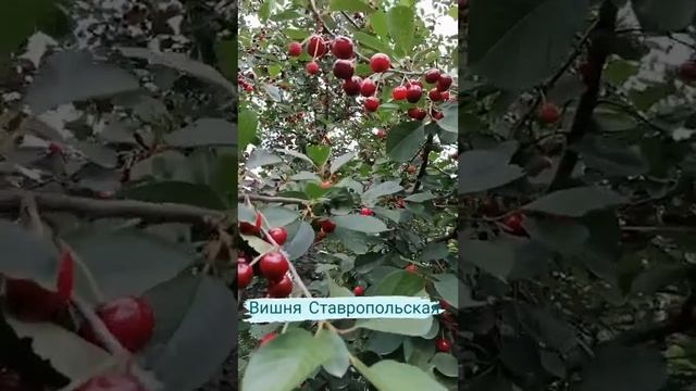 Воспоминания о лете