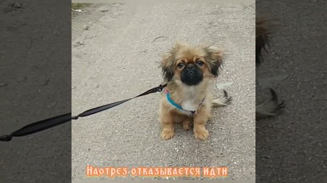 Хозяева злюки. На поводок посадили