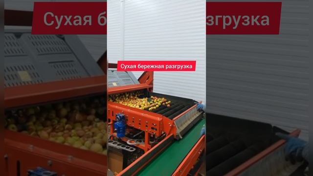 Сухая бережная разгрузка яблок на калибровочной линии