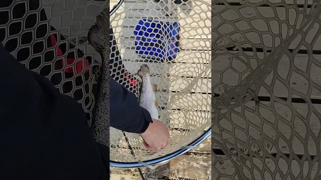 Выезд на форель FishPark Алматы #fishing #рекомендации #2024 #top #форельнаспиннинг #форельАлматы