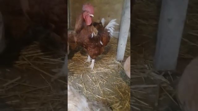 Lohman braun yumurtasi ve cucesi olur