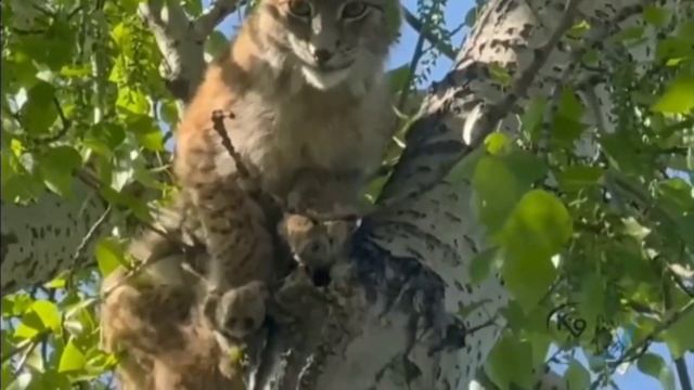 Сотрудники питомника К-9 выпустили в лес рысь, которую весной 2024 года поймали в Иркутске