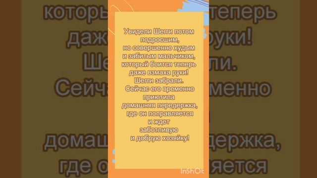 Шегги - очень красивый необыкновенный пес с разными глазами и очень несчастливой судьбой! 💔🐕