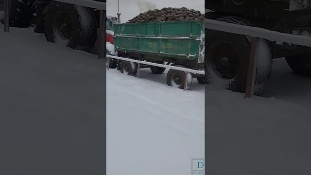 МТЗ с 2 телегами свеклы забуксовал на гололеде