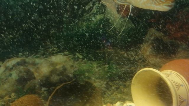 Акара бирюзовая.