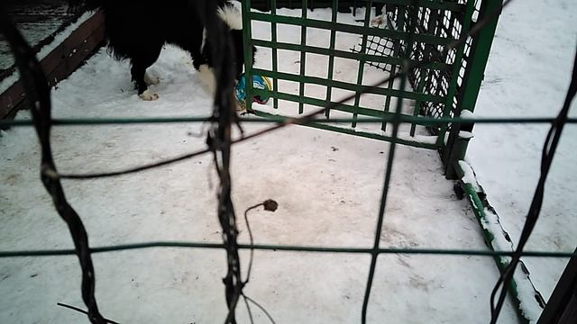 VID_20250106_142815.mp4буран ричард джуниор