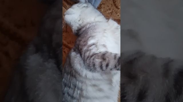 Чешим шерсть Машки, а она болдеет🐱😀