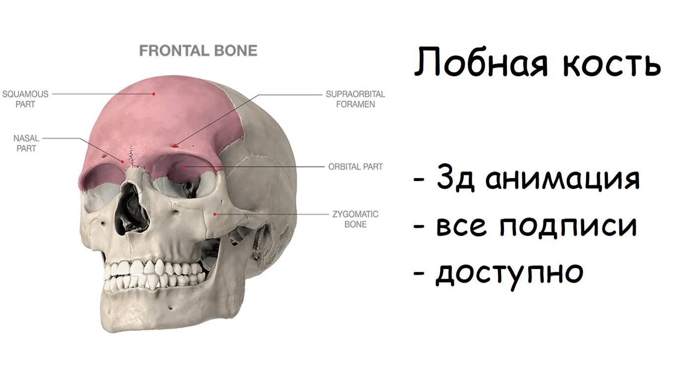 АНАТОМИЯ ЛОБНОЙ КОСТИ ЗА 3 МИНУТЫ