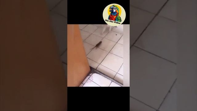 Животные - смелая мышка гоняет кота