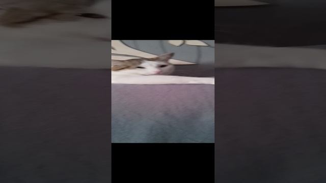 1000010778.mp4