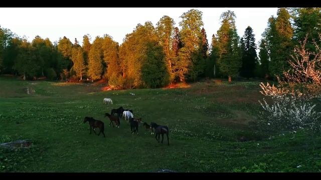 По дороге на Мамдзышху | рядом с глэмпингом | Абхазия