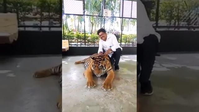 THE BIG CAT at Sriracha tiger zoo pattaya - with my father