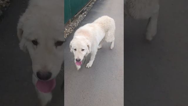 Собака бывает кусачей только от жизни собачьей) #животные #bog #cute #собака #shorts