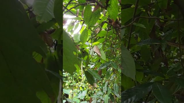 Milk chocolate cacao tree in Bali - Huge seeds
