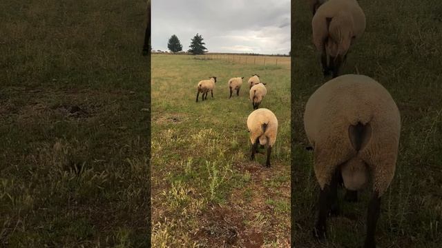 Суффолки Bowen Suffolk Stud