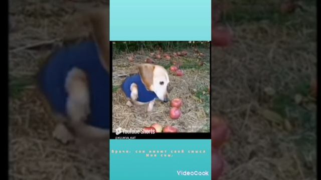 scene_output.mp4