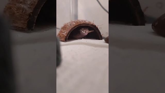 Гриша крутой🥰🦎🐾#эублефары#ящерецы#гекконы#видео