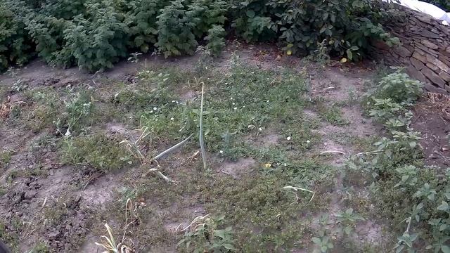 ЖИВЕМ В ДЕРЕВНЕ!! ВЫКОПАЛ ЛУК!!УБРАЛ ТРАВУ!!!НАШЕЛ ОДНУ ВИШЕНКУ!!!ДЕЛА ОГОРОДНЫЕ!!!Деревенский влог