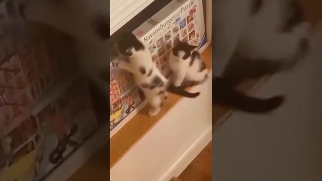Приколы кошечки🐱