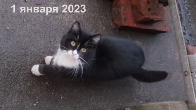 Первоянварские котики.