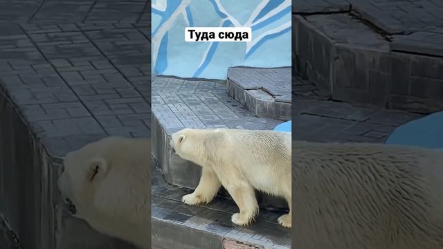 #зоопарк #медведь