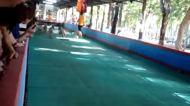 Pig Race at Sriracha Tiger Zoo