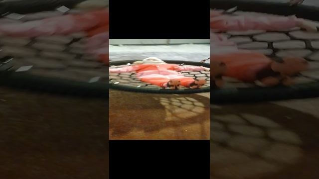 VID_20250106_171911.mp4