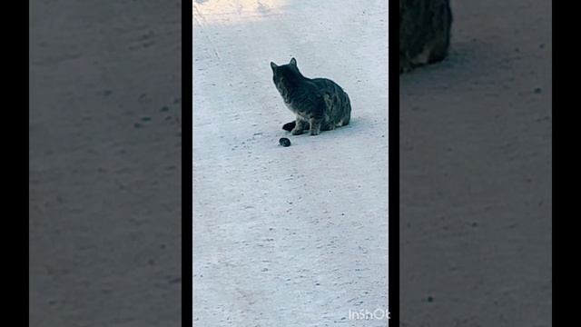 Кошка добычу нашла. Играет с мышкой🐱 🐀