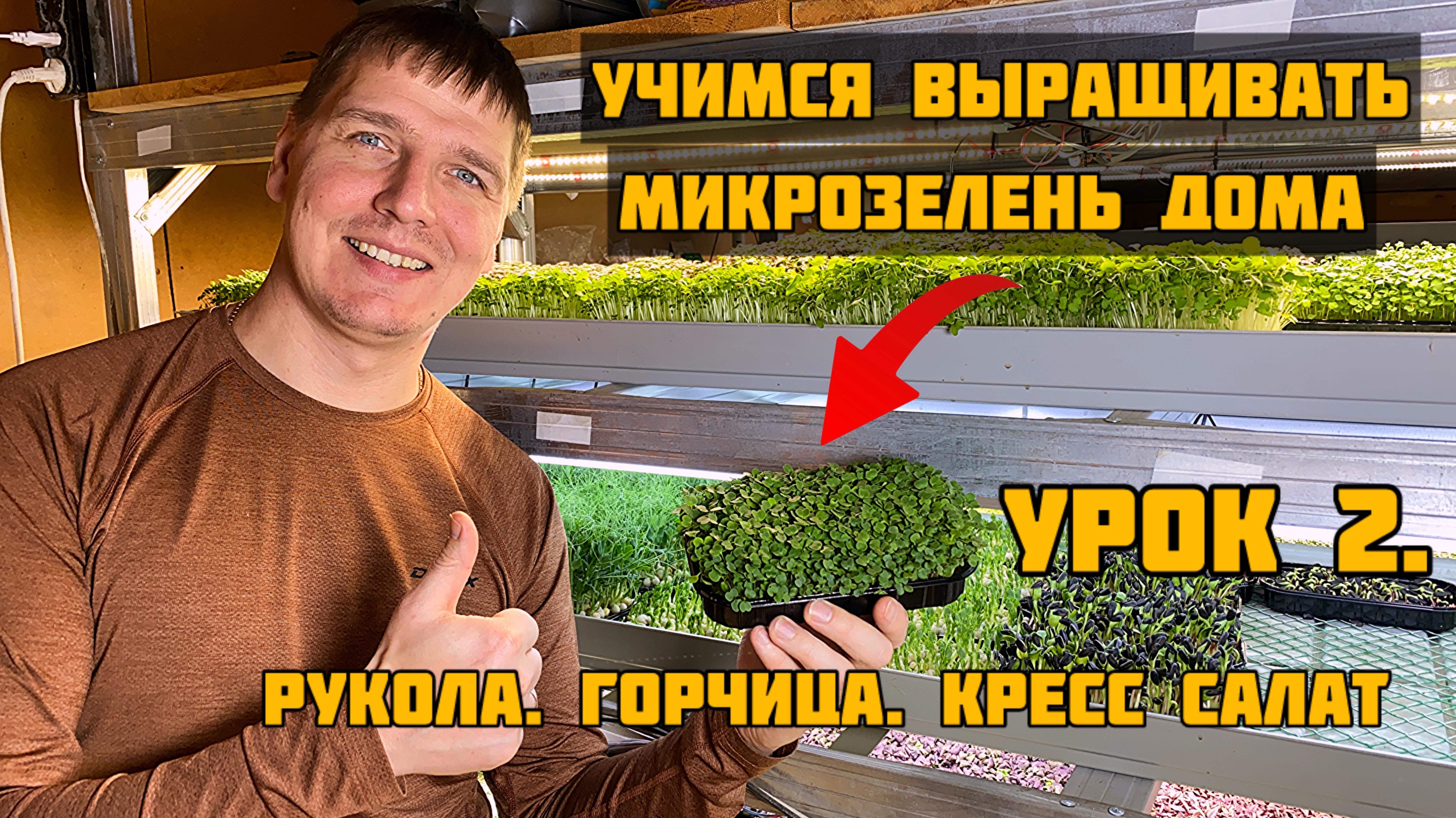 Учимся выращивать микрозелень дома. Урок 2. Рукола. Горчица. Кресс салат