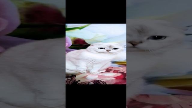 Скоттиш фолд