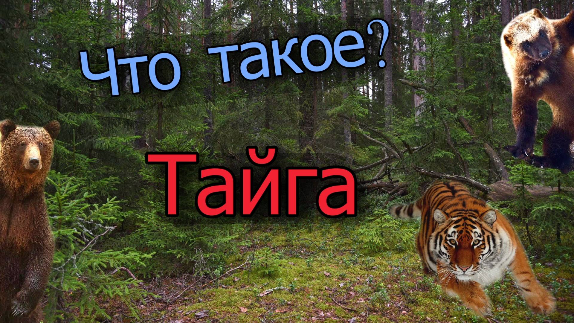Тайга и ее удивительные обитатели.