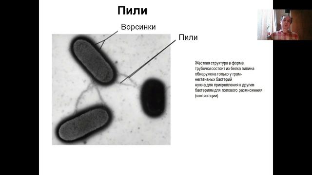 Основы молекулярной и клеточной биологии. (2024). Лекция 1.3. Вводная. Прокариотическая клетка.