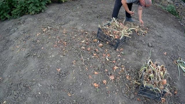 ЖИВЕМ В ДЕРЕВНЕ!!ЗАКРОМА НАПОЛНЯЮТСЯ!!!ДЕЛА ОГОРОДНЫЕ!!!Деревенский влог